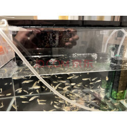 选购气盘石，看这篇实拍指南就够了！京东优评宠物配件精选推荐