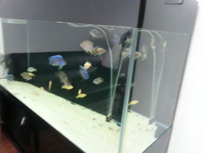 从1.6米精品底滤缸的转让，看水族爱好与宠物经济的流转