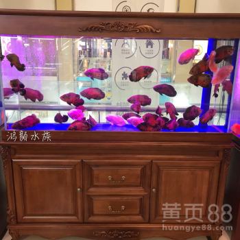 无锡墙上水族箱定制鱼缸 打造个性化宠物配件的艺术